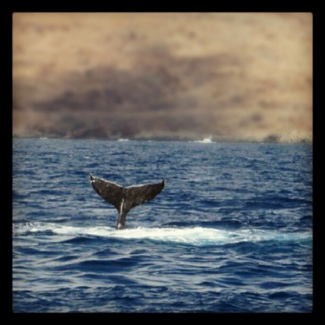 whale tail!